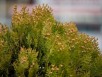 その肌荒れ、花粉の影響かも！知っておきたい花粉症と肌荒れの関係