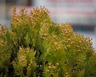 花粉症とは、花粉によりアレルギー症状が出ること