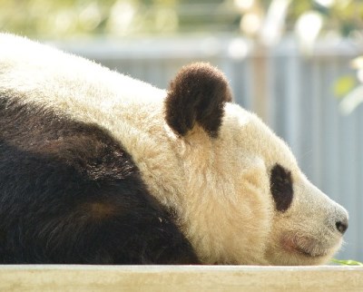 中国人はワキ毛を剃らない？！上海で見た中国人の衝撃ムダ毛事情