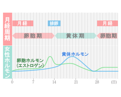 その５．ダイエットはタイミングが肝心！周期を把握して