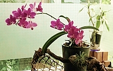 カウンセリングで薬草調合